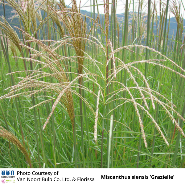 Miscanthus siensis 'Grazielle'
