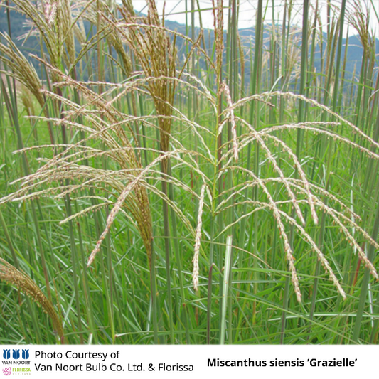 Miscanthus siensis 'Grazielle'