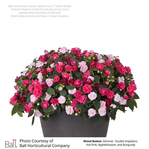 Mixed Annual Shade Hanging Basket