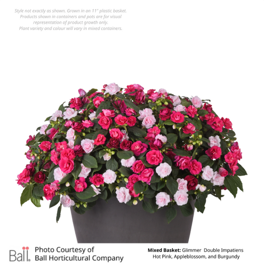 Mixed Annual Shade Hanging Basket