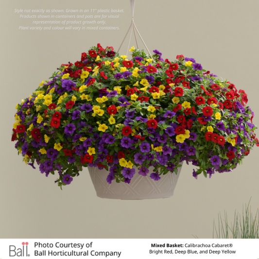 Mixed Annual Sun Hanging Basket