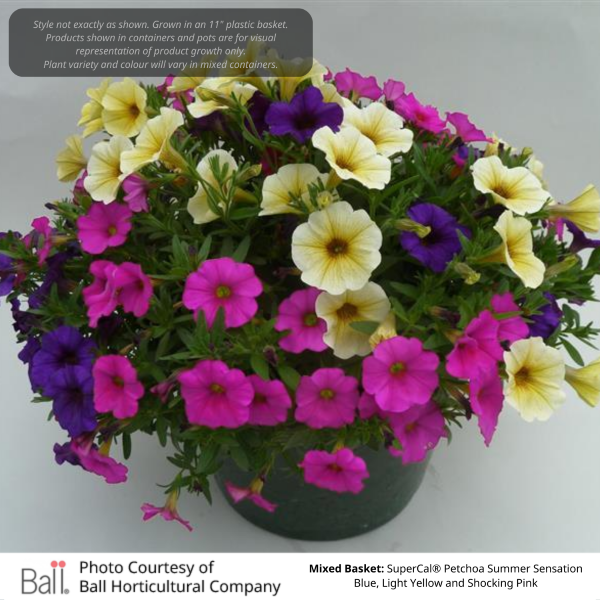 Mixed Annual Sun Hanging Basket