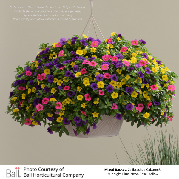 Mixed Annual Sun Hanging Basket