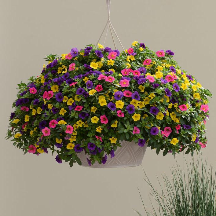 Mixed Annual Sun Hanging Basket