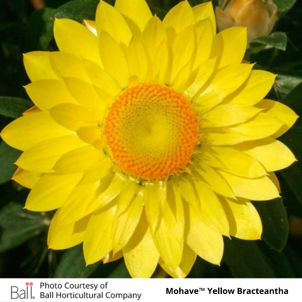 Mohave Yellow Bracteantha