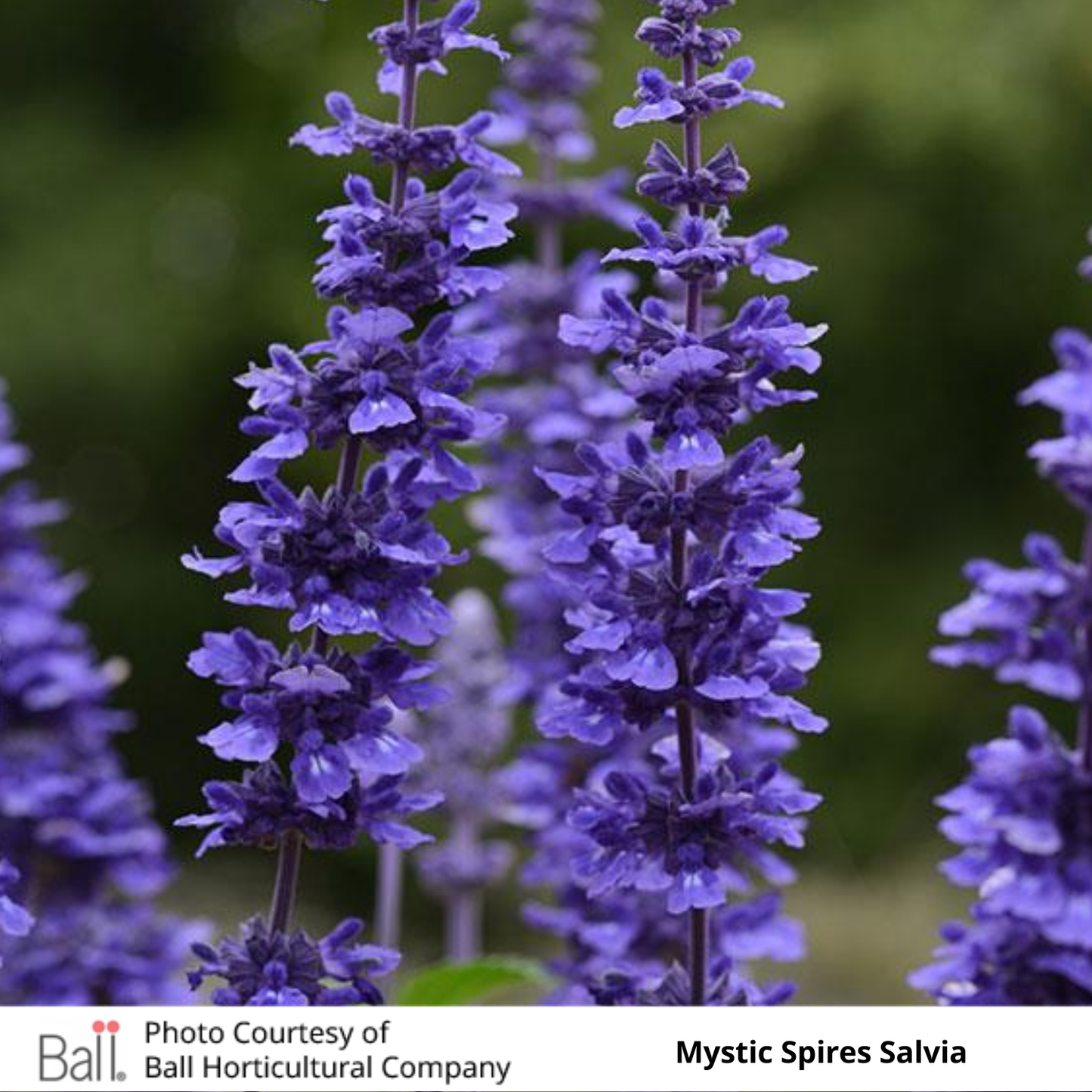 Salvia Mystic Spires