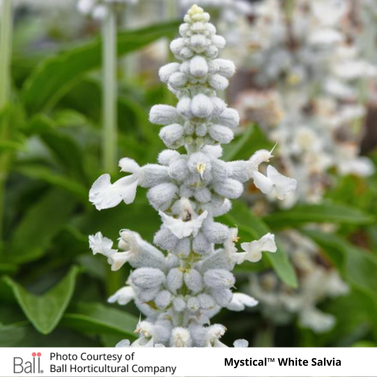 Mystical™ Salvia