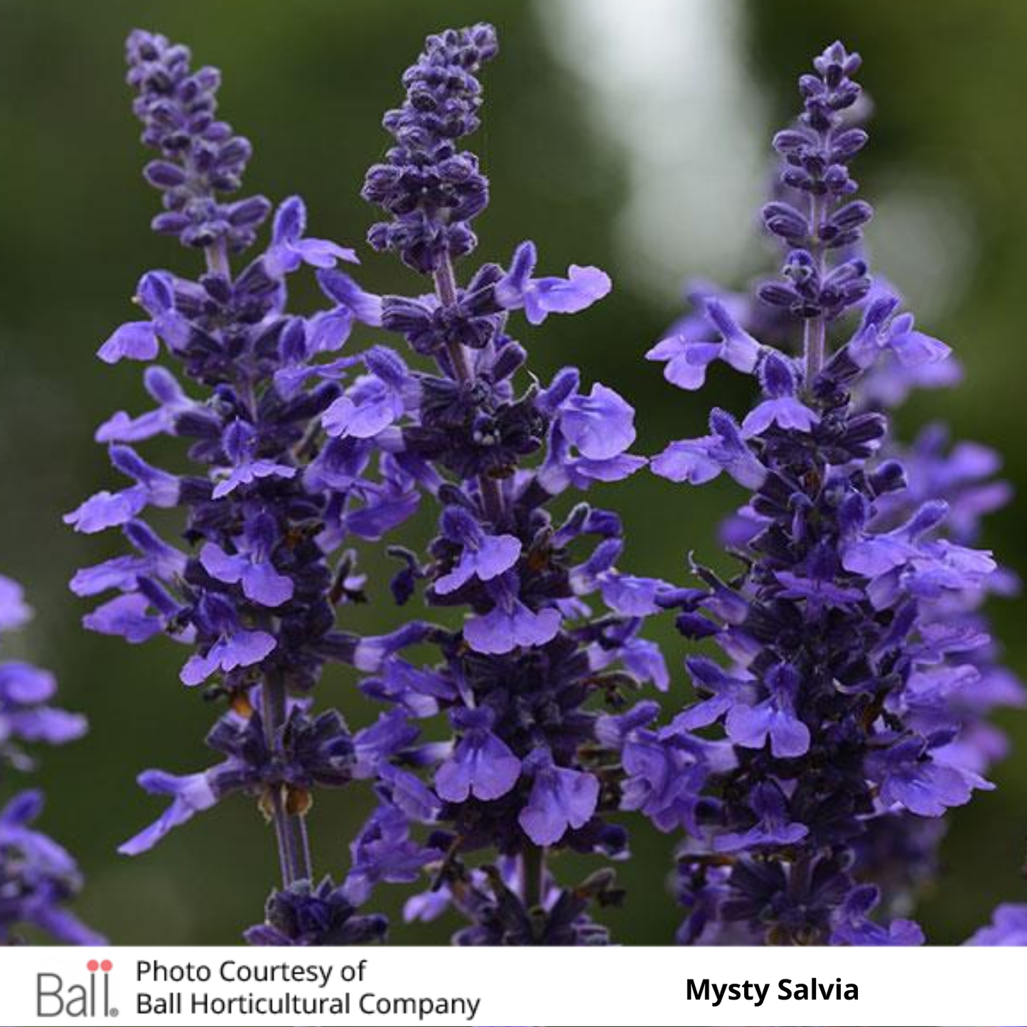 Salvia Mysty