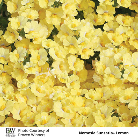 Nemesia Sunsatia®