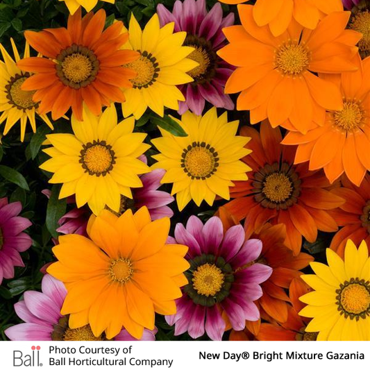 Gazania New Day® Pack