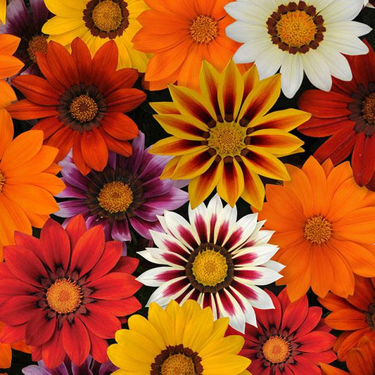 Gazania New Day® Pack