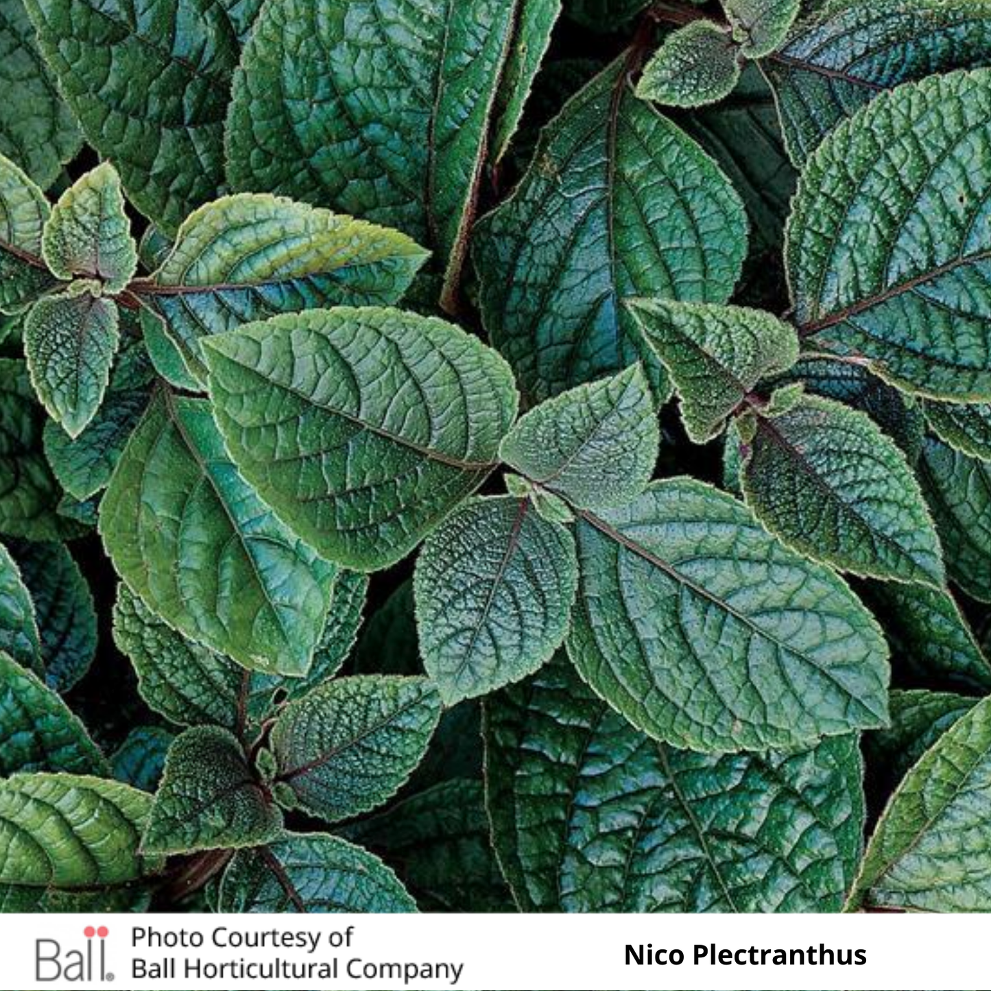 Plectranthus