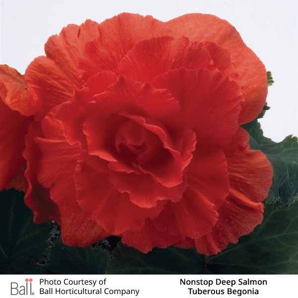 Begonia tuberous Non Stop®