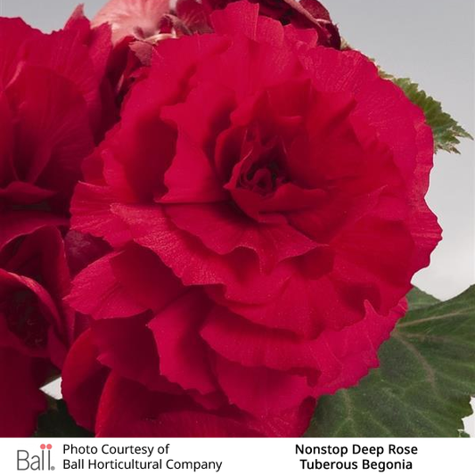 Begonia tuberous Non Stop®