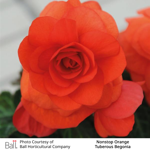 Begonia tuberous Non Stop®