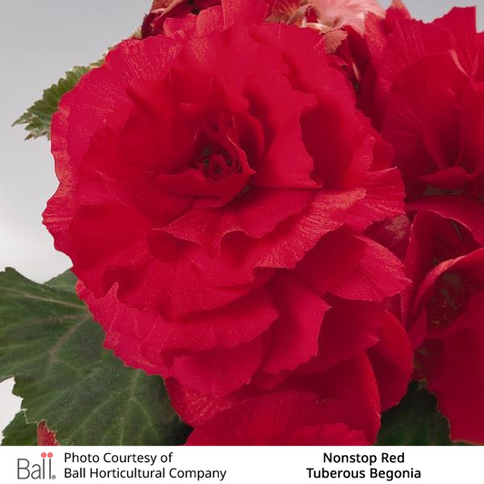 Begonia tuberous Non Stop®