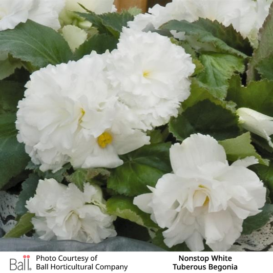 Begonia tuberous Non Stop®