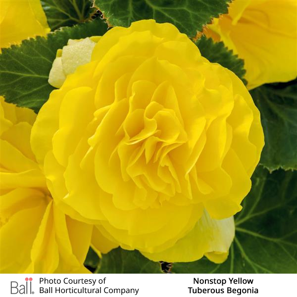 Begonia tuberous Non Stop®