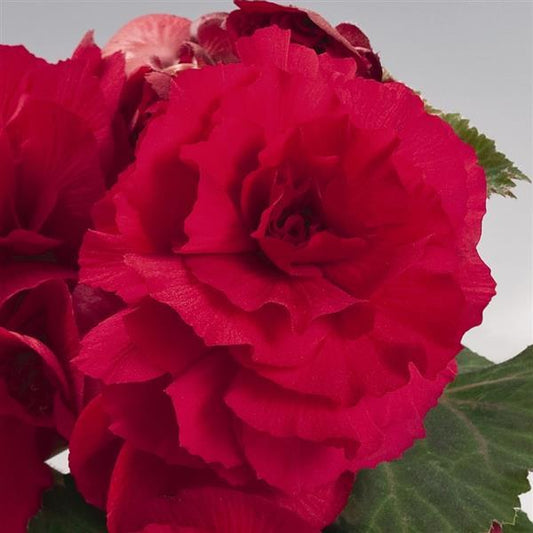 Begonia tuberous Non Stop®