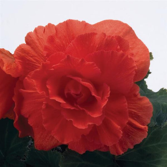 Begonia tuberous Non Stop®