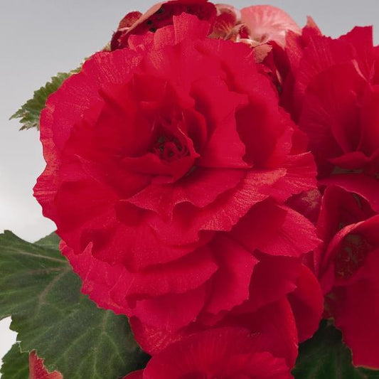 Begonia tuberous Non Stop®