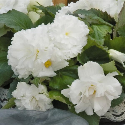 Begonia tuberous Non Stop®
