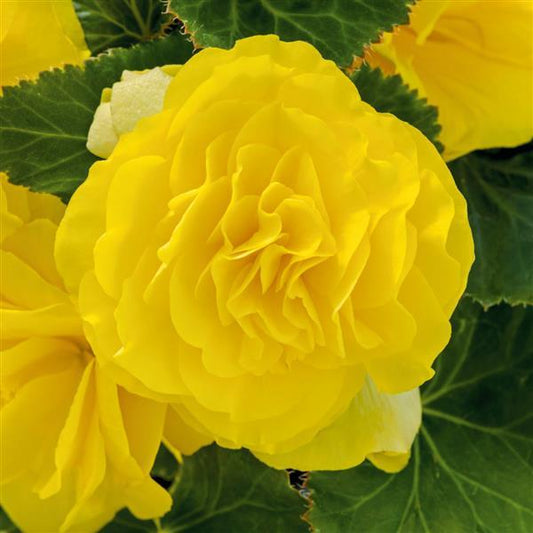 Begonia tuberous Non Stop®