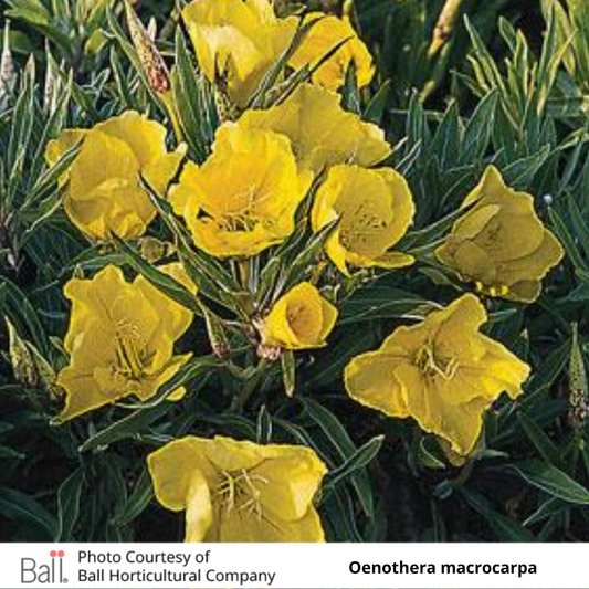 Oenothera macrocarpa