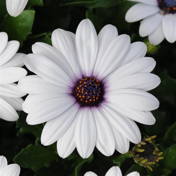 Osteospermum Akila®