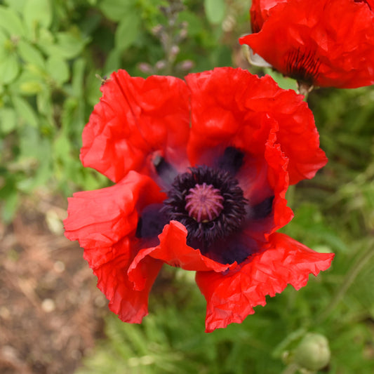 Poppy