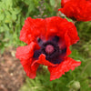 Oriental Beauty of Livermere - Dark Red