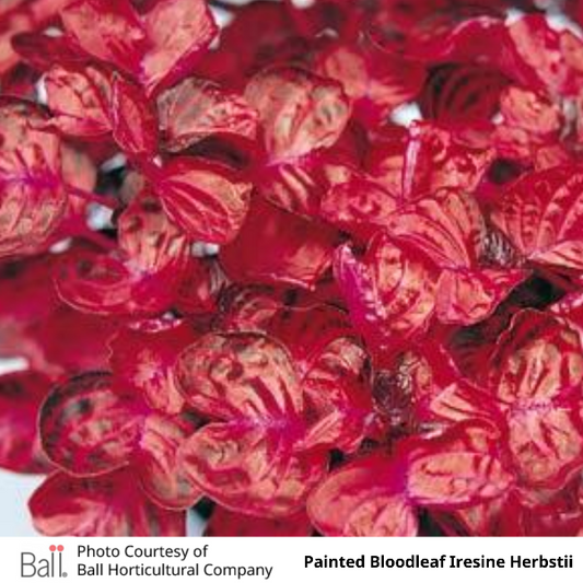 Iresine Painted Bloodleaf