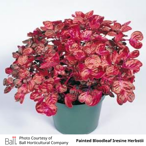 Iresine Painted Bloodleaf