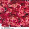 Purplish-red Foliage