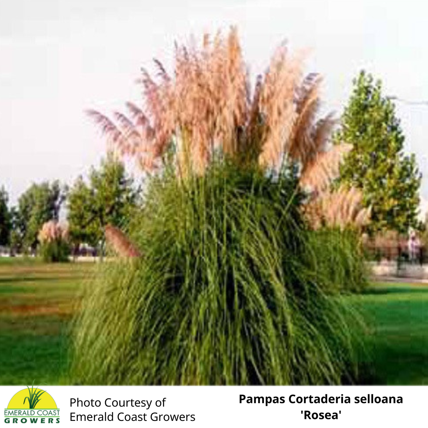 Grass Cortaderia Pampas