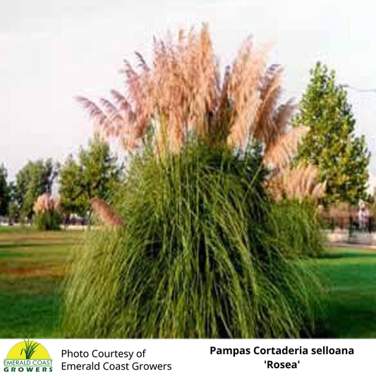 Grass Cortaderia Pampas