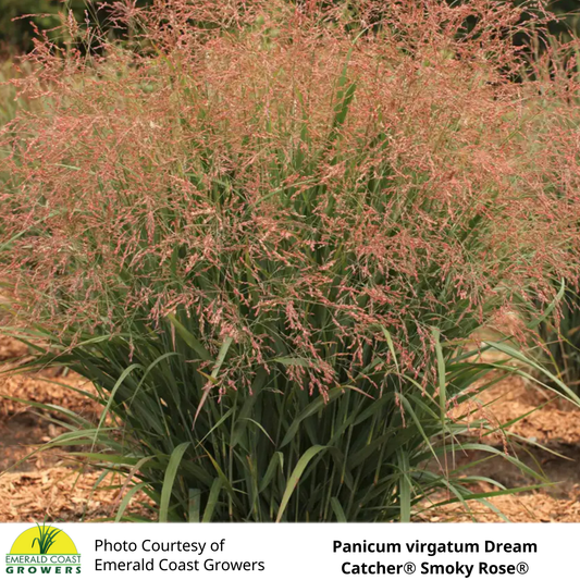 Grass Panicum