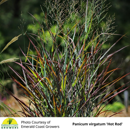 Grass Panicum