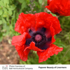 Oriental Beauty of Livermere - Dark Red