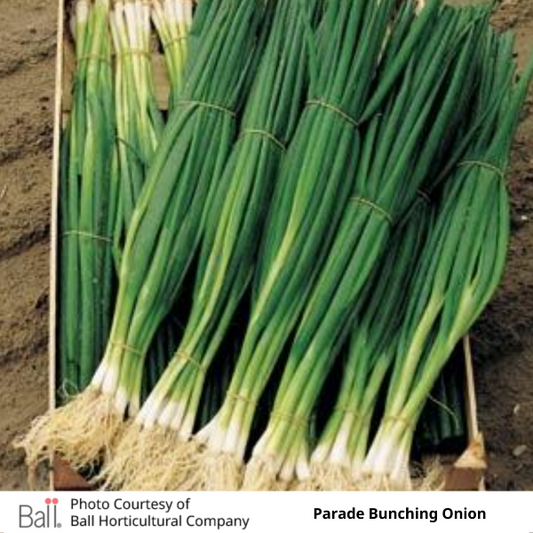Onion Parade