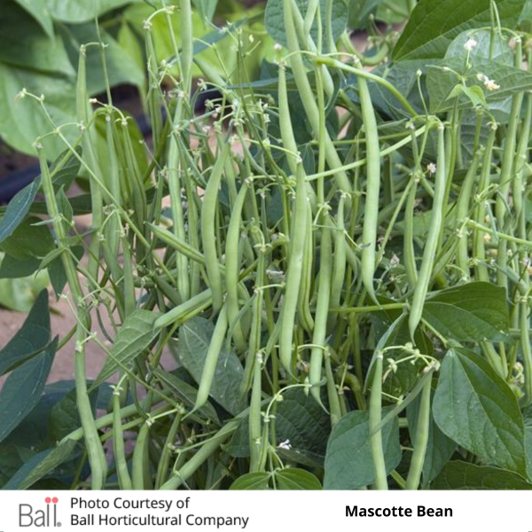 Patio Beans Mascotte