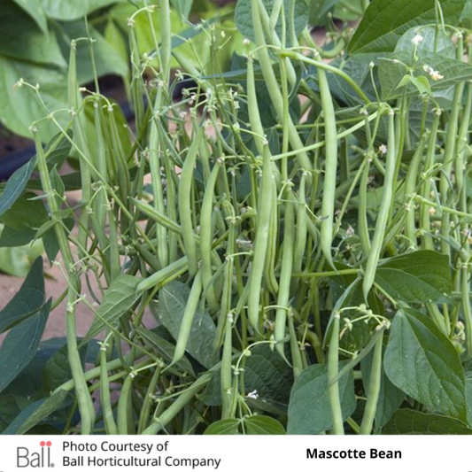 Patio Beans Mascotte