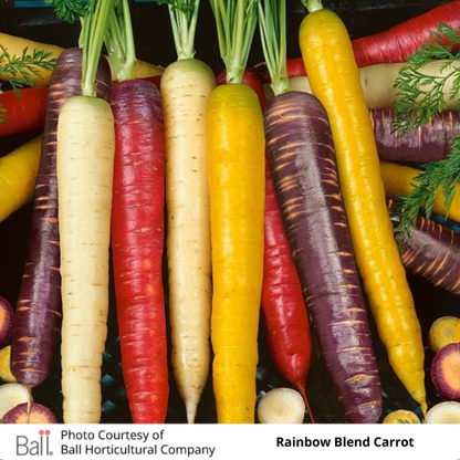 Patio Carrots Rainbow Blend