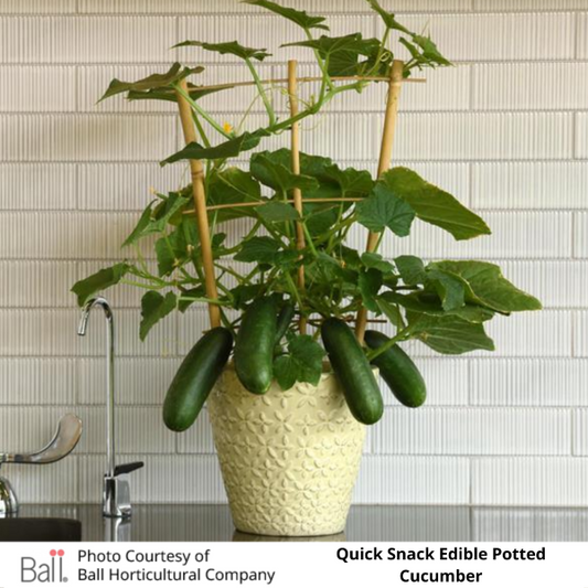 Patio Cucumber Quick Snack