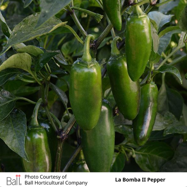 Patio Pepper Hot La Bomba II