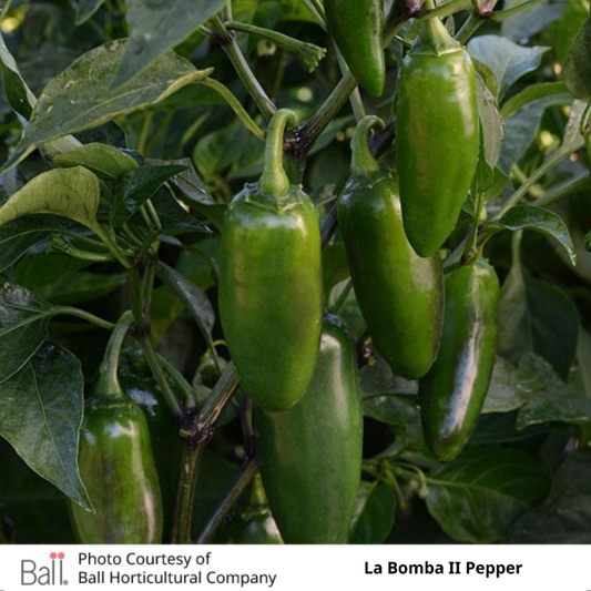 Patio Pepper Hot La Bomba II