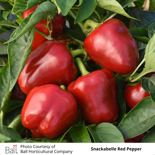 Patio Pepper Sweet Snackabelle Red