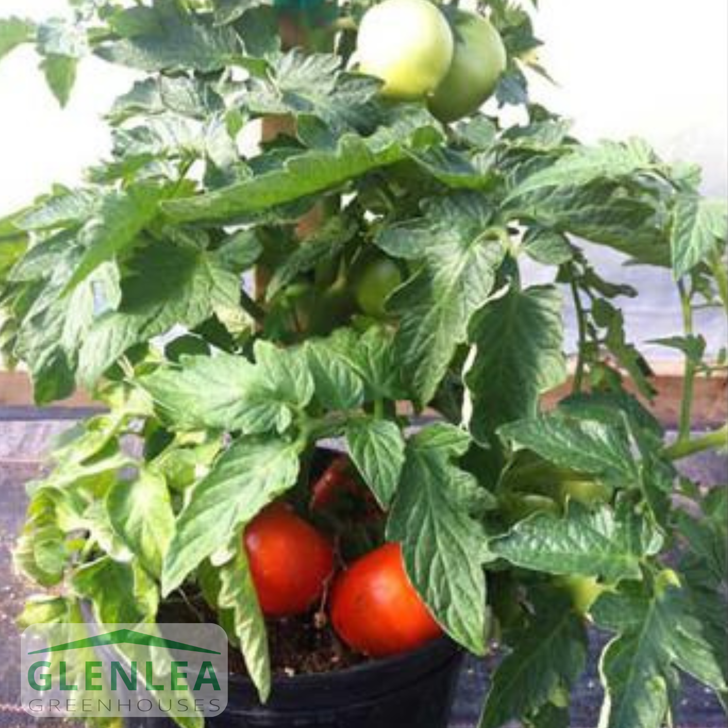 Patio Tomato Beefsteak