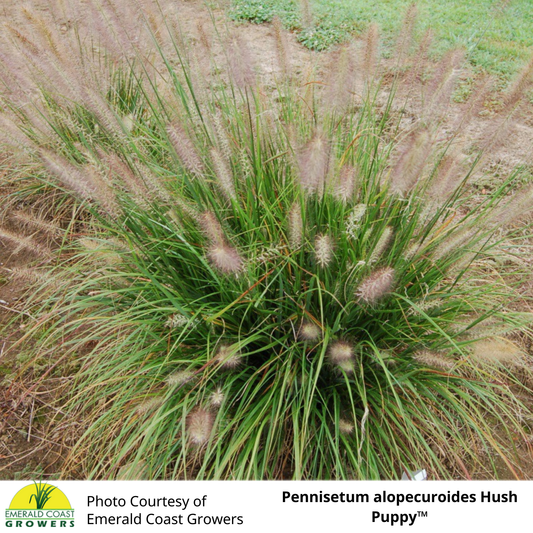 Grass Pennisetum Hush Puppy