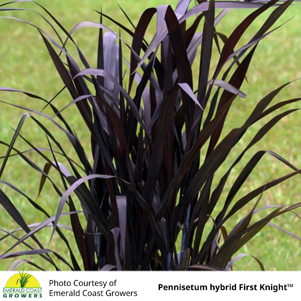 Grass Pennisetum purpureum